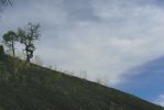 PICTURES/Bandera Volcano/t_Artsy Tree Shot1.JPG